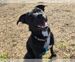 Labrador Retriever-Unknown Mix Dogs for adoption in Ocala, FL, USA