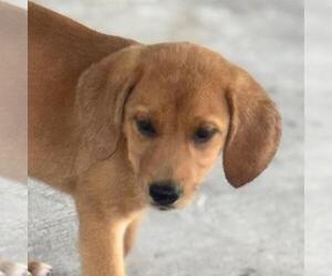 Labbe Dogs for adoption in Yardley, PA, USA