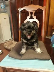 Maltese-Poodle (Standard) Mix Dogs for adoption in dartmouth, MA, USA