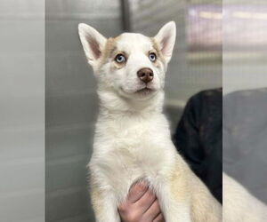 Siberian Husky Dogs for adoption in Matawan, NJ, USA