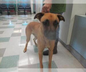 Black Mouth Cur Dogs for adoption in Oklahoma City, OK, USA