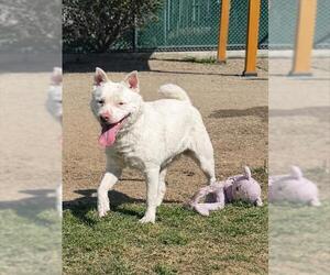 Australian Shepherd-Unknown Mix Dogs for adoption in Riverside, CA, USA
