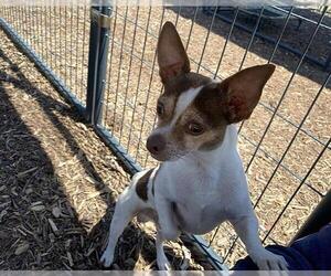Chihuahua Dogs for adoption in Orange, CA, USA