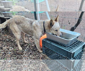 Mutt Dogs for adoption in Paso Robles, CA, USA