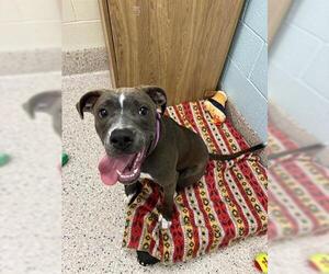 American Pit Bull Terrier Dogs for adoption in Brighton, CO, USA