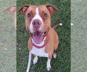 American Staffordshire Terrier Dogs for adoption in Fort Lauderdale, FL, USA