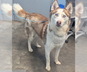 Siberian Husky Dogs for adoption in Evansville, IN, USA
