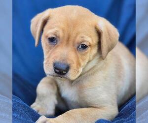 Labrador Retriever-Unknown Mix Dogs for adoption in San Diego, CA, USA
