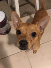 Chihuahua Dogs for adoption in Northville, MI, USA
