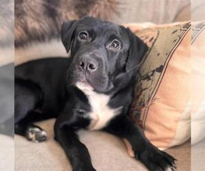 Labrador Retriever-Unknown Mix Dogs for adoption in Conroe, TX, USA