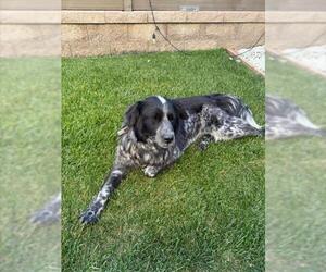 English Setter-Unknown Mix Dogs for adoption in Tracy, CA, USA