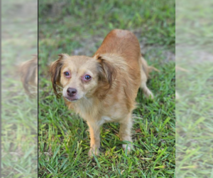 Chihuahua-Unknown Mix Dogs for adoption in Cranston, RI, USA