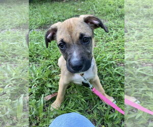 Mutt Dogs for adoption in Royal Palm Beach, FL, USA