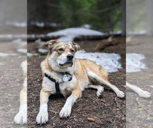 Huskies -Unknown Mix Dogs for adoption in Aurora, CO, USA