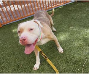American Pit Bull Terrier-Unknown Mix Dogs for adoption in Las Vegas, NV, USA