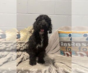 Miniature Schnauzer-Poodle (Miniature) Mix Dogs for adoption in Mukwonago, WI, USA