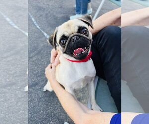 Pug Dogs for adoption in Seal Beach, CA, USA