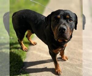 Rottweiler Dogs for adoption in San Antonio, TX, USA