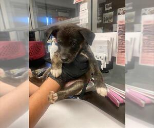 German Shepherd Dog-Unknown Mix Dogs for adoption in Stockton, CA, USA