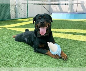 Rottweiler Dogs for adoption in Pasadena, CA, USA