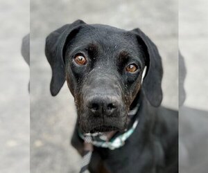 Plott Hound-Pointer Mix Dogs for adoption in Lake Forest, CA, USA