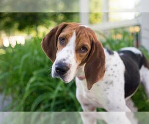 Mutt Dogs for adoption in Fremont, NE, USA