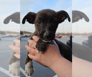 American Pit Bull Terrier-Unknown Mix Dogs for adoption in Forest, VA, USA