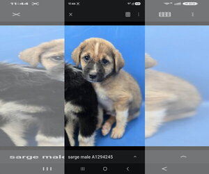 Mutt Dogs for adoption in Woodbury, NY, USA