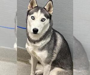 Siberian Husky-Unknown Mix Dogs for adoption in Las Vegas, NV, USA
