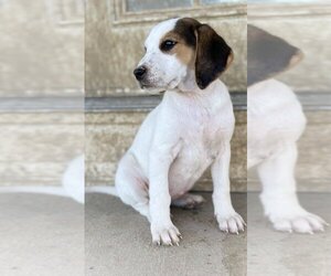 Lab-Pointer Dogs for adoption in Aurora, IN, USA