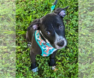 American Bulldog-Unknown Mix Dogs for adoption in Lighthouse Point, FL, USA