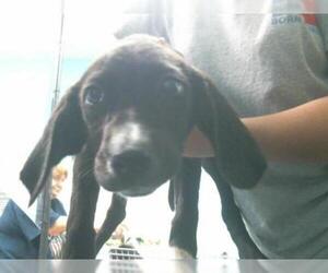 Treeing Walker Coonhound Dogs for adoption in Lufkin, TX, USA