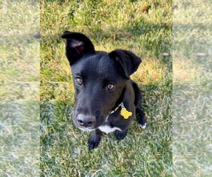 Medium Photo #5 Labrador Retriever-Unknown Mix Puppy For Sale in Sandy, UT, USA