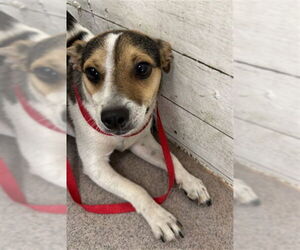 Chihuahua Dogs for adoption in San Bernardino, CA, USA