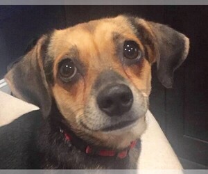 Medium Photo #1 Beagle-Chihuahua Mix Puppy For Sale in Wakefield, RI, USA