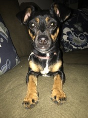 Medium Photo #1 Dachshund Puppy For Sale in Davis, CA, USA