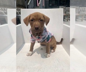 American Pit Bull Terrier-Unknown Mix Dogs for adoption in Derwood, MD, USA