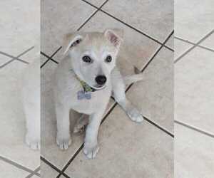 Eurasier-German Shepherd Dog Mix Dogs for adoption in Chandler, AZ, USA