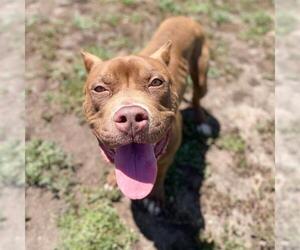 American Pit Bull Terrier-Unknown Mix Dogs for adoption in Aurora, CO, USA