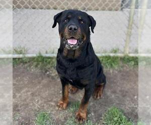 Rottweiler Dogs for adoption in Modesto, CA, USA