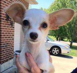 Italian Greyhuahua Dogs for adoption in Bellbrook, OH, USA