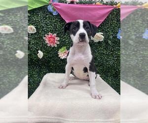 American Staffordshire Terrier-Labrador Retriever Mix Dogs for adoption in Grasswood, Saskatchewan, Canada