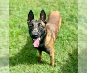 Mutt Dogs for adoption in Riverside, CA, USA