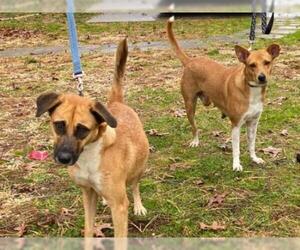 Labrador Retriever-Unknown Mix Dogs for adoption in Hampton Bays, NY, USA