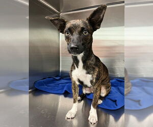 Plott Hound-Unknown Mix Dogs for adoption in Tavares, FL, USA