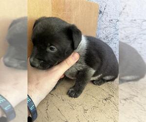 Mutt Dogs for adoption in Louisville, KY, USA