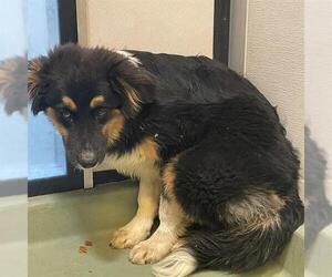 Australian Shepherd-Unknown Mix Dogs for adoption in Riverside, CA, USA