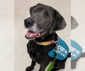 Labrador Retriever Dogs for adoption in Wilmington, NC, USA