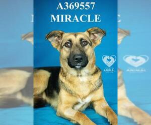 German Shepherd Dog Dogs for adoption in Stockton, CA, USA