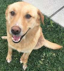 Labrador Retriever-Unknown Mix Dogs for adoption in Pawtucket, RI, USA